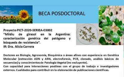 BECA POSDOCTORAL: ‘’Mildiu de girasol en la Argentina: caracterización genética del patógeno y búsqueda de resistencia’’.