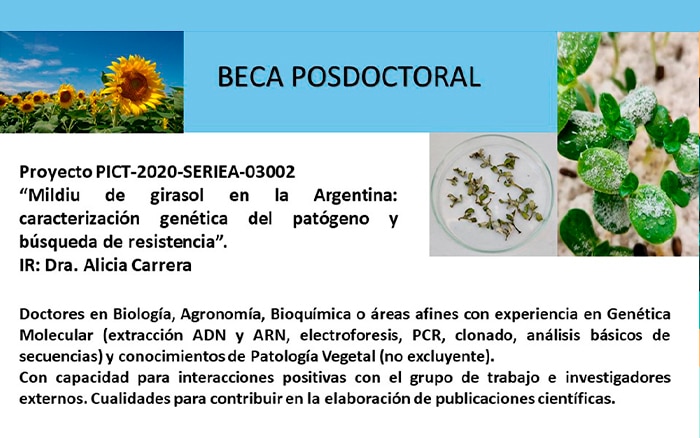 BECA POSDOCTORAL: ‘’Mildiu de girasol en la Argentina: caracterización genética del patógeno y búsqueda de resistencia’’.