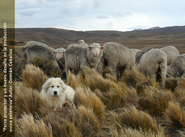 VII Concurso de Fotografía – Mujeres en la Producción Animal