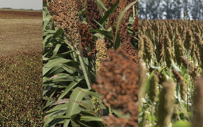 V SIMPOSIO NACIONAL Y III CONFERENCIA INTERNACIONAL DE SORGO