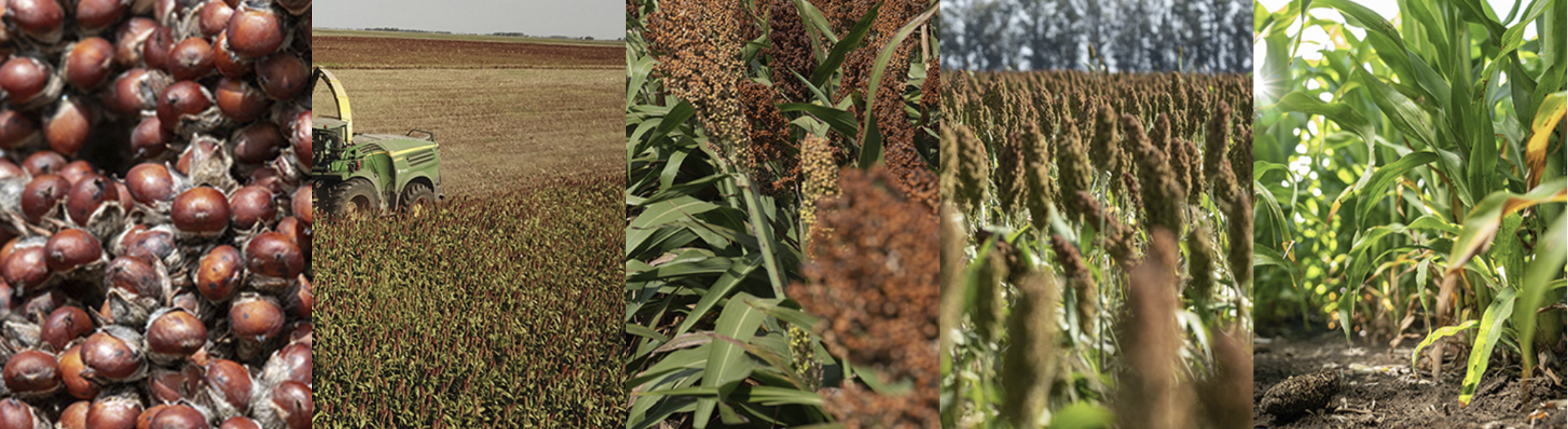 sorgo2